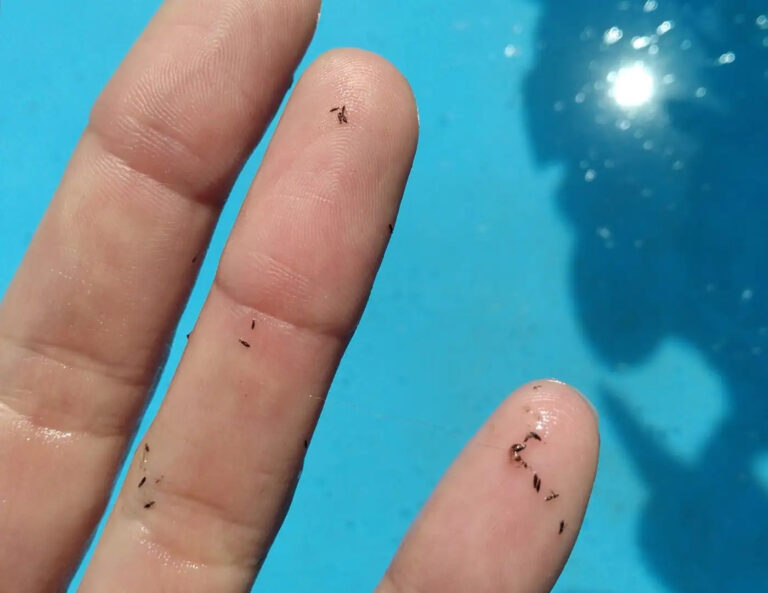 Piojos de paloma o trips | Qué son los bichos que invadieron el AMBA