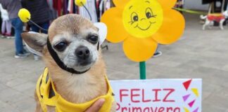 Mascotas solidarias: Vuelve la feria a beneficio de animales rescatados a Plaza Belgrano