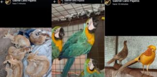 Golpe al tráfico de fauna en González Catán: rescataron 220 aves vendidas por redes sociales