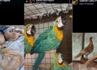 Golpe al tráfico de fauna en González Catán: rescataron 220 aves vendidas por redes sociales
